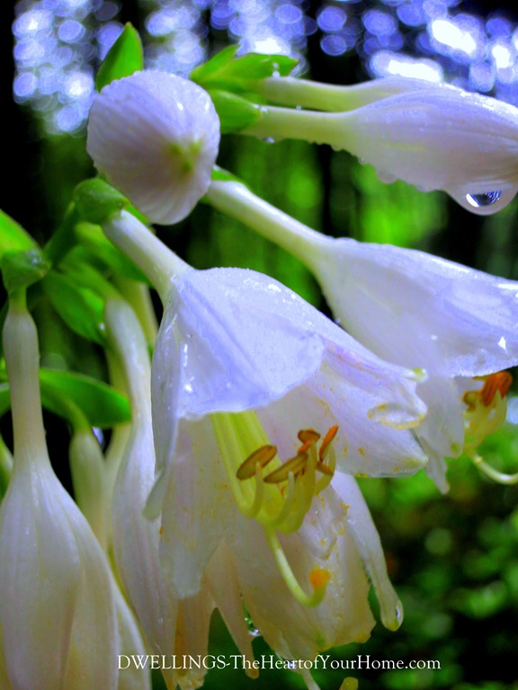 Hosta Blooms