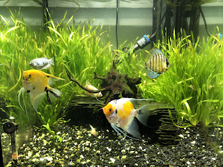 Acuario comunitario peces escalares pez disco