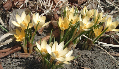 [Photo: pale yellow crocuses.]