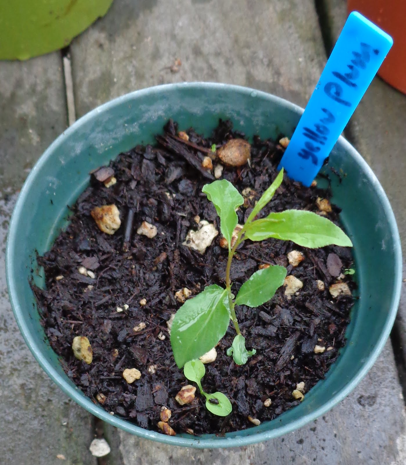 Growing Greener in the Pacific Northwest: Baby Plum Tree