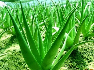 Aloe Vera