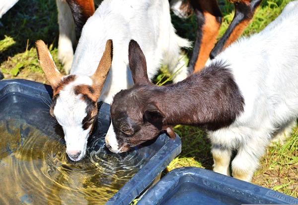 can goats eat chocolate, is chocolate safe for goats