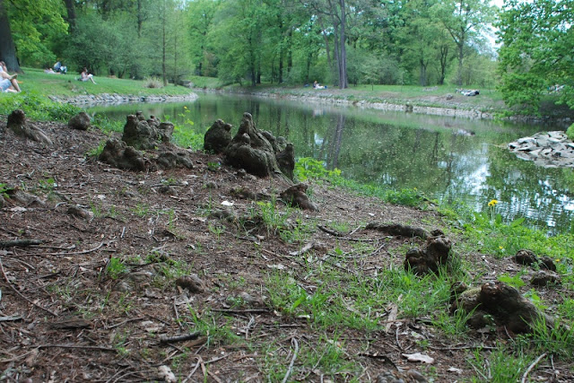 Taxodium  distichum ,cypryśnik błotny, zielona metamorfoza.pl, projekty zieleni, ogrodów