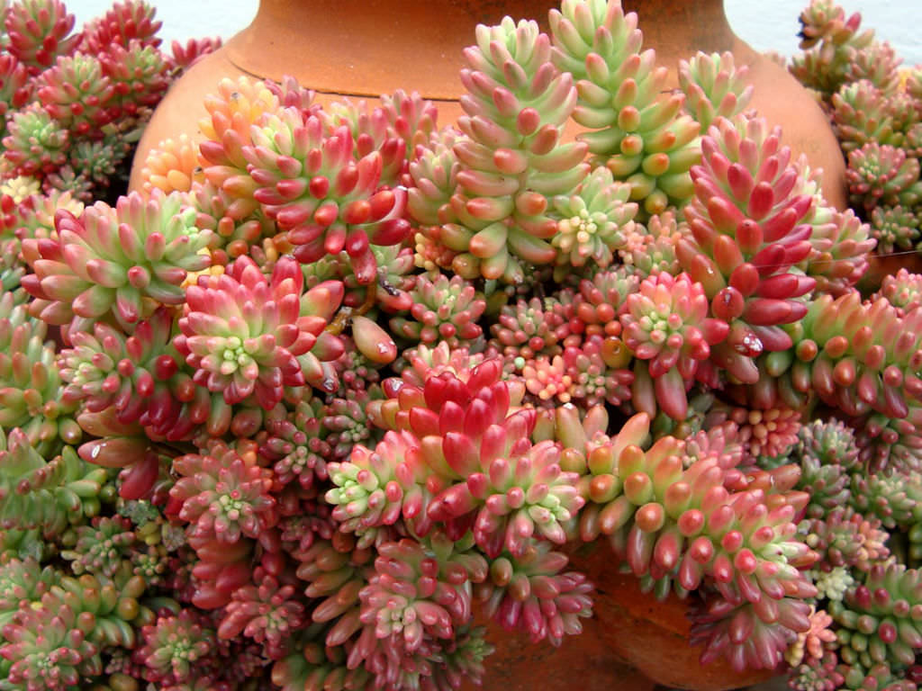 Foto de Sedum rubrotinctum «dedo de niño» color rojo especie suculenta de la familia de las crasuláceas