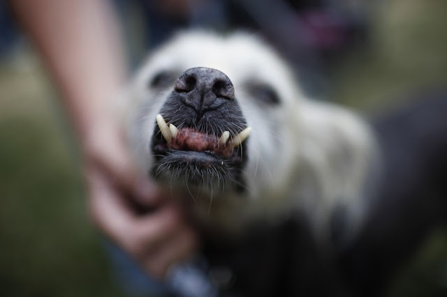 18 photos from 24th annual World's Ugliest Dog Contest, mugly, ugly dogs, world's ugliest dog, ugly dog pictures