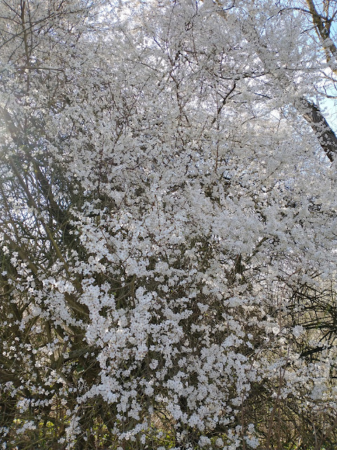 Blossom on the Avon Walkway