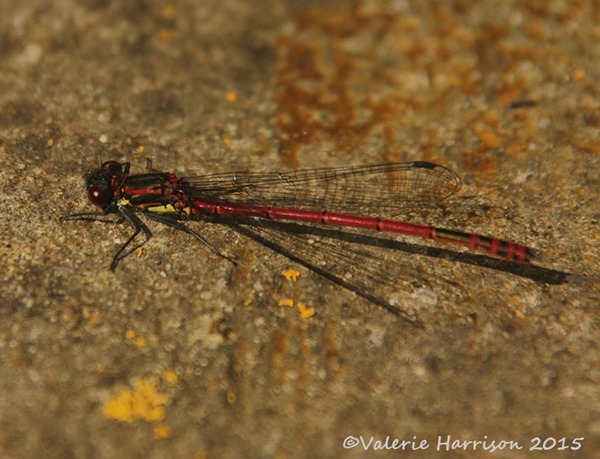 LargeRed-Damselfly