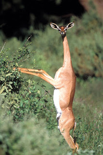 Gerenuk - Hewan Aneh