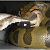Giant Anaconda - Part2