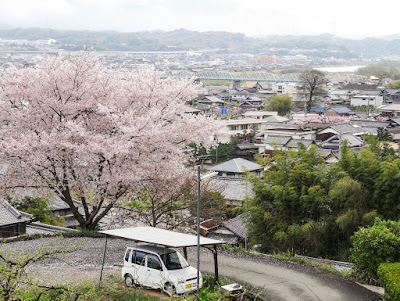 Cherry Blossom