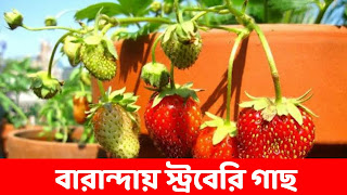 বাসার ছাদে অথবা বারান্দায় স্ট্রবেরি ফল চাষ করার পদ্ধতি জেনে নিন