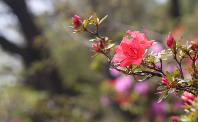 Azalea Flowers Pictures