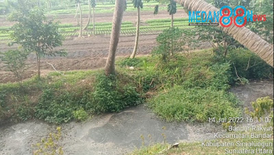 Selain Cemari Lingkungan,Limbah ternak Babi Di Bandar Hataran Kecamatan Bandar Dijadikan Pupuk Siram Tanaman Sayur.