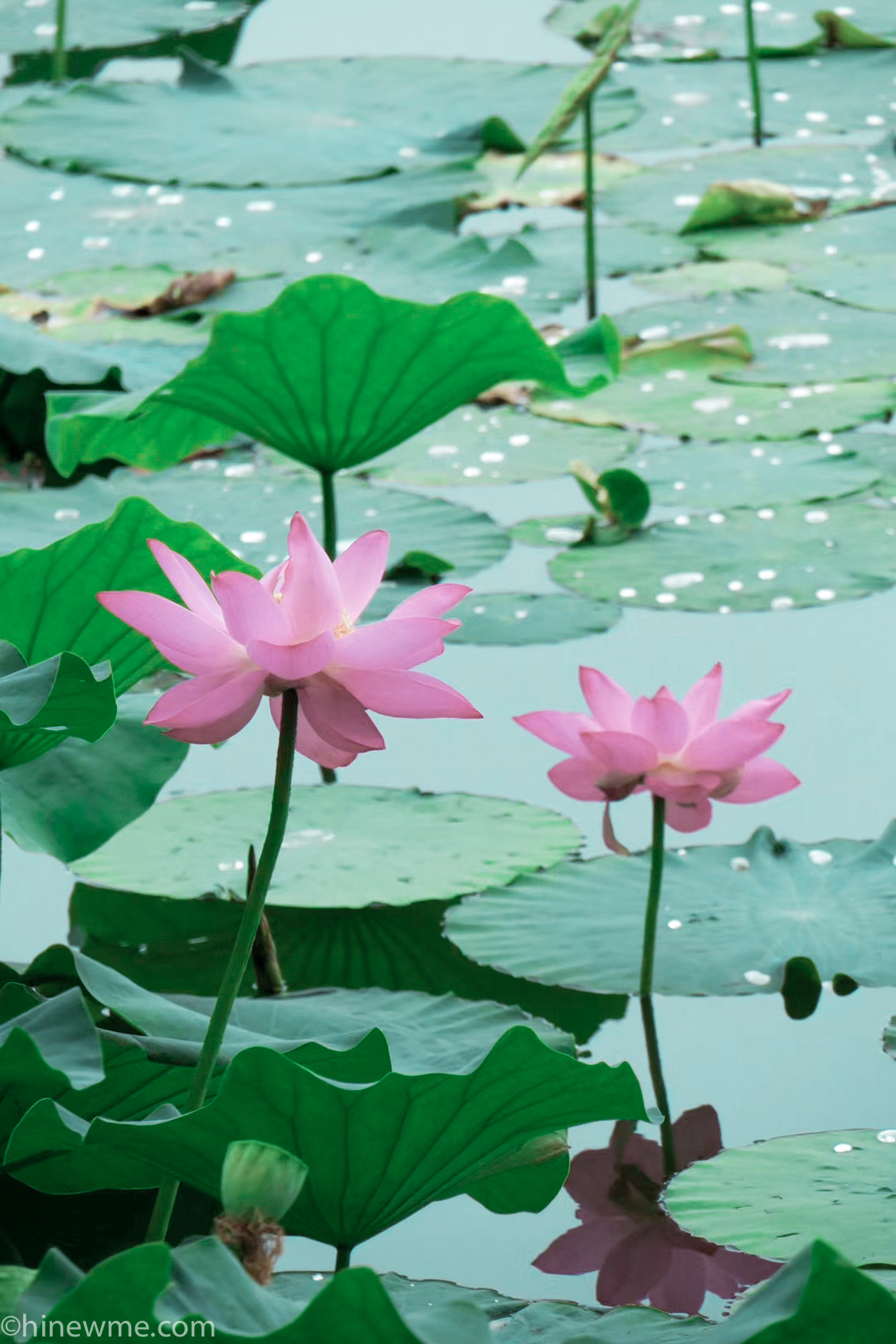 26+ Lotus flower photograph, and 6 tips