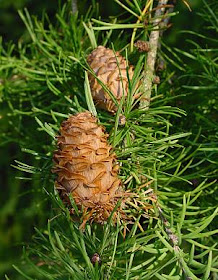 trees in the world alerce europeo Larix decidua