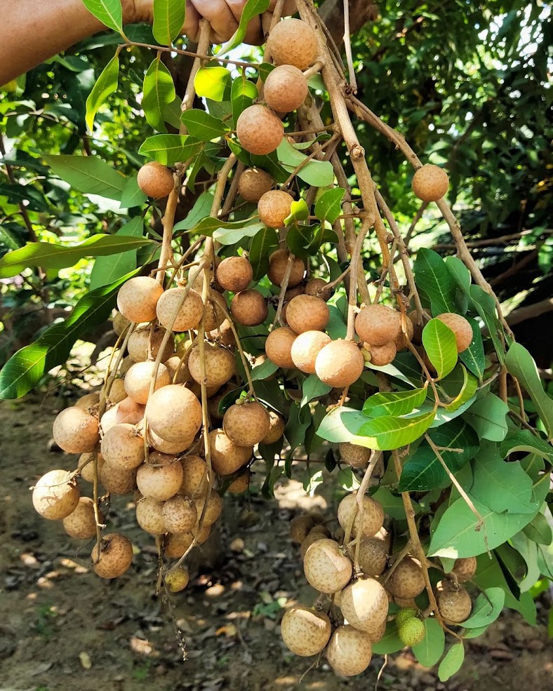 tanaman buah kelengkeng diamond bibit kontraktor taman Miomafo Barat
