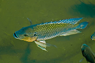 gambar ikan mujair Oreochromis mossambicus