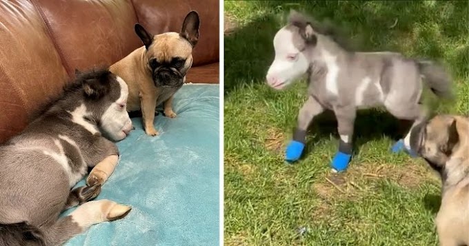 Orphaned miniature horse finds comfort in friendly dogs, after losing his mom   