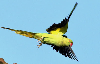 "Rose-ringed Parakeet - Psittacula krameri,resident taking off."