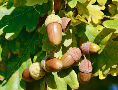 acorns