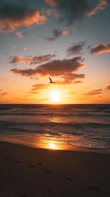 Wallpaper Bird, Sunset, Beach, Coast, Horizon