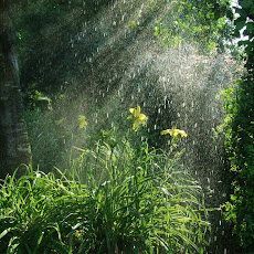 gambar hutan tropis, foto hutan