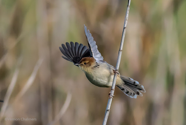 Challenges of Small Bird in Flight Photography - Canon EOS 7D Mark II