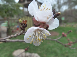 Not so Wordless Wednesday 3-7-2012
