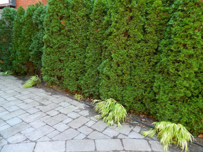 Forest Hill Toronto front yard fall clean up after by Paul Jung Gardening Services