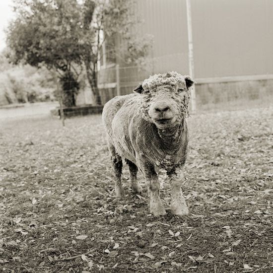 Isa Leshko fotografia preto e branco animais velhos idosos