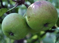 Cara membuat Kue kering apel malang nikmat