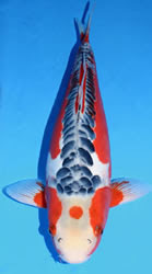 Koi Type Part II :Utsurimono,Asagi and Tancho | Koi Fish Care Info