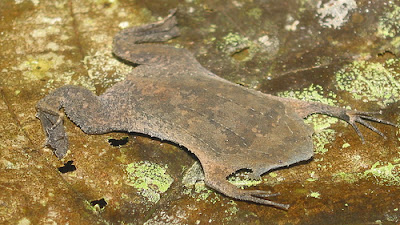 Pipidae yaitu famili katak primitif yang mempunyai badan pipih Berkenalan dengan Famili Pipidae Katak
