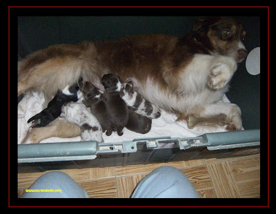 cachorros pastor australiano