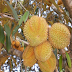 How to Plant Durian To Be Fruitful Fast