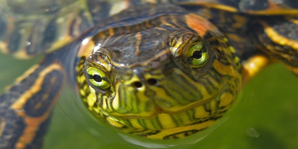 Tartaruga-tigre, seu nome deve-se ao padrão colorido, em listras amareladas e alaranjadas. Os filhotes nascem pesando 11 gramas e 3,5 cm de carapaça. Podem viver até 100 anos. É aquática e onívora, vive em zonas de pântanos, banhados, lagos, riachos e rios. Pode ser encontrada no Brasil, Uruguai e Argentina. 