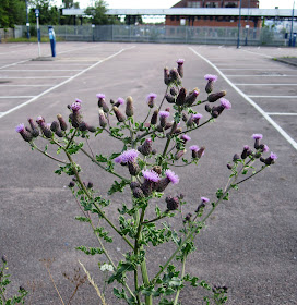 Creeping thistle flower head, Cirsium arvense.  Hayes Station car park, 19 June 2011.