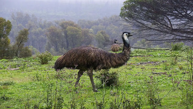 Emu Bird