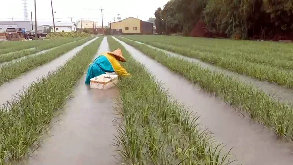 滯留鋒面影響恐致災 彰化縣府提醒農民加強農作物防範措施