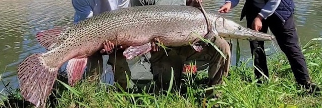 ‘Are We Going To Drain Every Lake When We Spot Gars There?’: Expert Asks If Search For ‘Monster’ Alligator Gar Fish Is Worth It