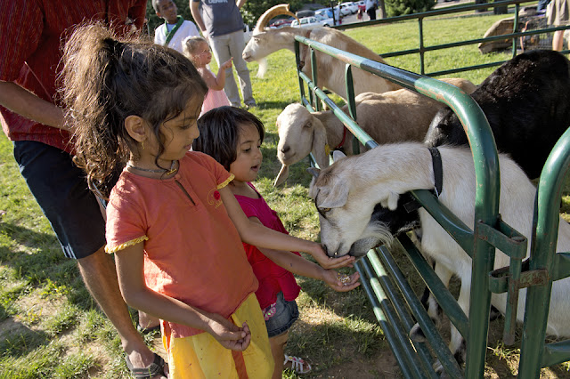 Goats, Children, Petting Zoo, Kids