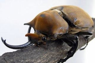 Jenis Kumbang Tanduk Di Dunia