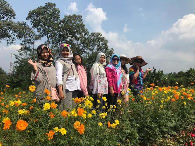 taman bunga Celosia