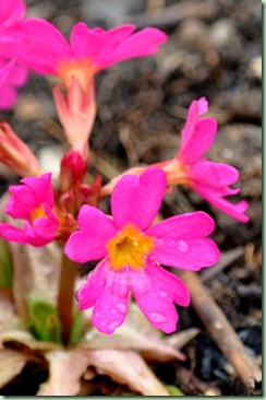 primula rosea ?