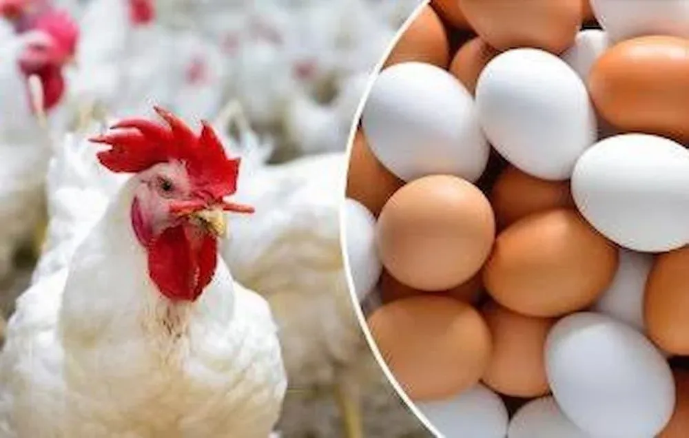 انخفاض جديد في أسعار الدواجن اليوم 🐔📉