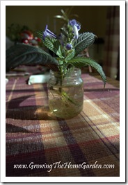 Persian Shield from Cuttings 1-2010-4 Persian Shield from Cuttings 1-2010-4