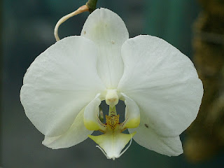 Phalaenopsis sp.