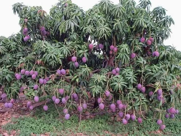 Belissima Arvore de Manga Palmer Enxertada Produzindo Lindos Frutos Sadios.