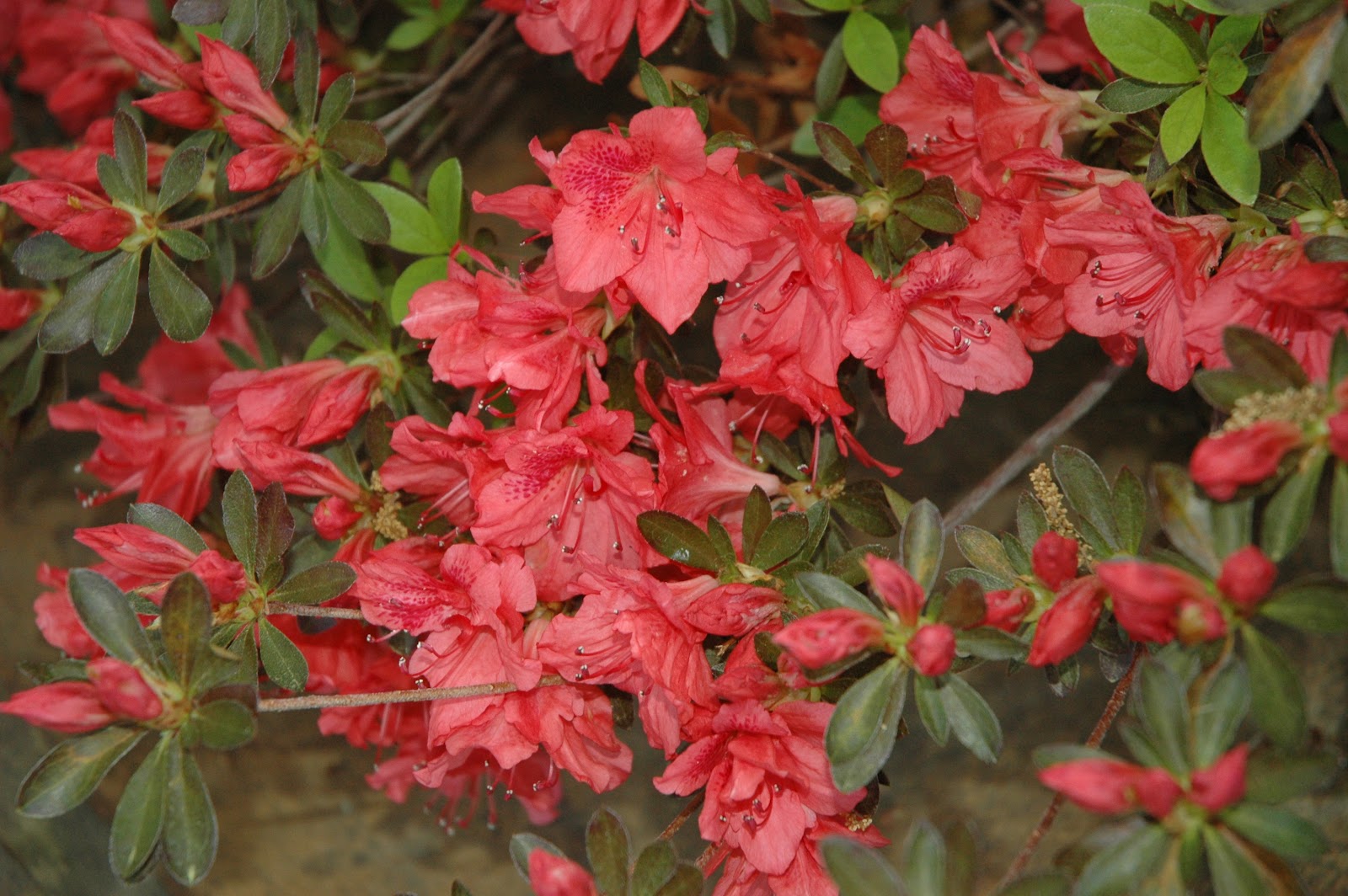 Tulsa Landscapers When to trim Azaleas...