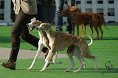 Whippet Coppia